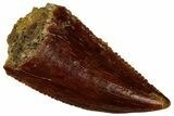 Serrated Raptor Tooth - Real Dinosaur Tooth #297778-1